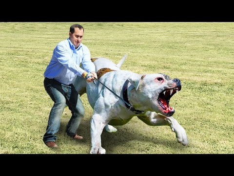 13匹の世界で最も危険な犬！